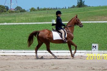 Sydney International Equestrian Center
