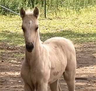 Sire: Ironbarks Chain Reaction Dam:Canyonleigh Unforgettable
