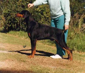 Ch Celestion Code Man (AI) SIRE: Am CH Array Point Blank (USA) DAM: Celestion Illusive Dream
