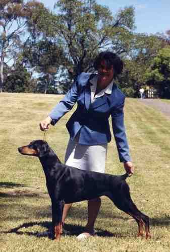 Celestion Wunder Girl (AI) SIRE: Am Ch Array Point Blank (USA) DAM: Celestion Illusive Dream

