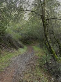 On-Line Harp Relaxation/Meditation
