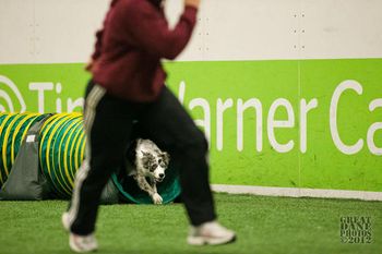 Photo credit Amy Johnson, Great Dane Photos
