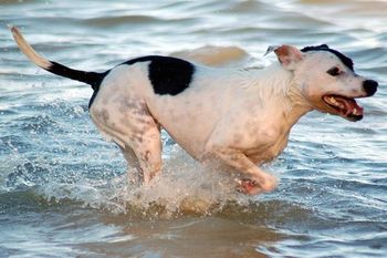 Photo credit Ruff Mutt Photography
