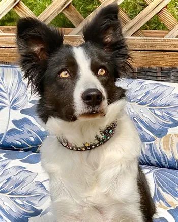  On Target’s OEffervescent   'Fizz'(Bella x Spritz)
