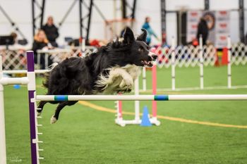 Photo Credit Kelly Bove

