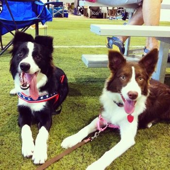 Sooner Puppies: Prime (x Kay) Riot (x Cynic)
