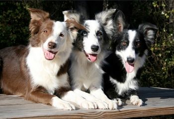 Envy (x Dart 2005), Jedi, Lust (x Dart 2006)
