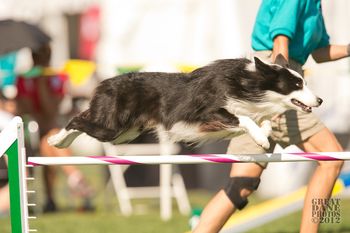 Photo credit Great Dane Photos
