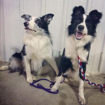 Sooner Puppies: (L-R) Kaos (x Trestle) Prime (x Kay)
