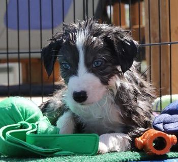  Bella x Spritz  produced  Code, Defy, Vixen, Rhyme, Fizz
