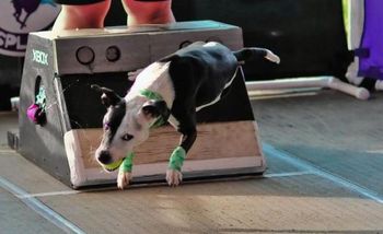 Photo credit: Clark Kranz http://agiledogs.smugmug.com
