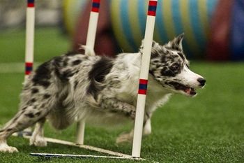Photo credit Great Dane Photos
