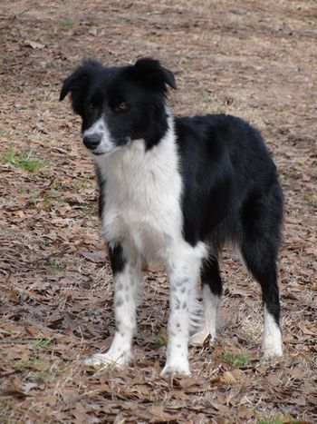 SSR's Calamity Jane 'Jane'(Sparkles x Deja Blue)
