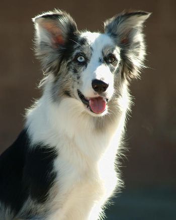 Briarwood's Feel the Force  'Jedi'(Marli x Ghost)

