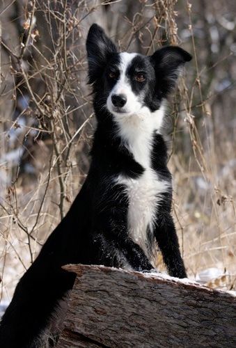 Photo credit Kim Russell
