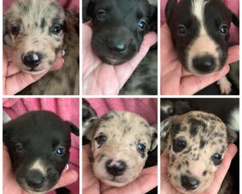  Twist x Illusion  produced  Gotham, Passion, Spark, Stark, Oberon and Summer
