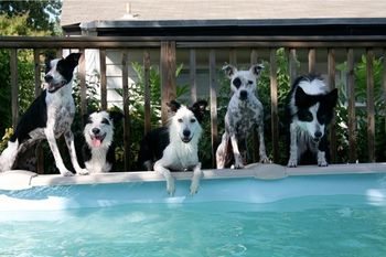Alias (x Maverick), Vixen, Vanity (x Sooner), Witness and Flyer (unrelated)
