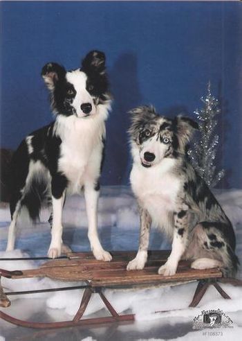 Vixen x Sooner Puppies: Vice and Spirit
