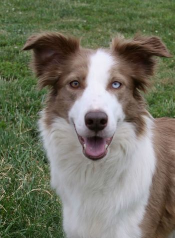  SSR Bella 'Bella'(Glamour x Scout)
