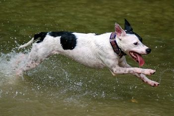 Photo credit Ruff Mutt Photography
