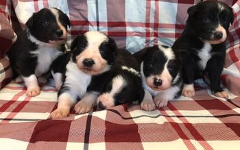  Sync x Verve  produced  Knight, Swell, Taken, Salem and Black Ice
