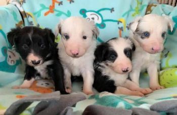  Sensational x Limit  produced  Pixel, Evolve, Rebel and Chance
