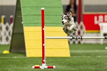 Photo credit Great Dane Photos
