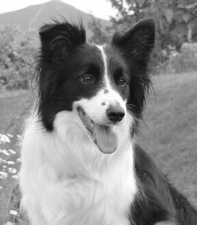 This is Indy, Zoom's mother
