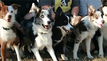 Envy (x Dart 2005), Jedi, Lust (x Dart 2006), Pyscho (x Sooner 2008)
