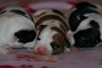  Jazz X Maverick produced Maven, Wonder, Switch, Tonic and Lance
