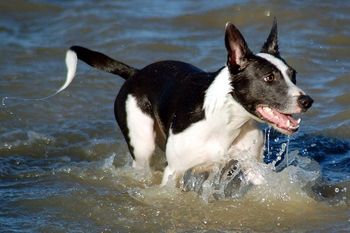 Photo credit Ruff Mutt Photography
