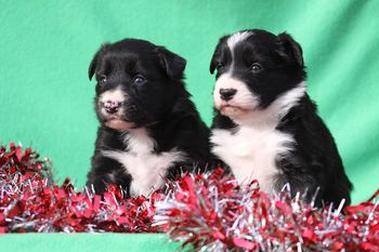 Envy x Reign produced  Liberty and Wicked
