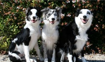 Spirit (x Sooner 2007), Vice (x Sooner 2011) and Vixen
