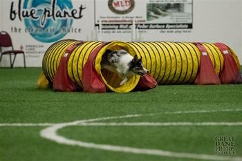 Photo credit Great Dane Photos
