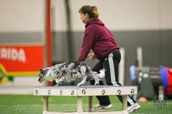 Photo credit Amy Johnson, Great Dane Photos
