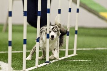 'Spirit' ouf ot Vixen
