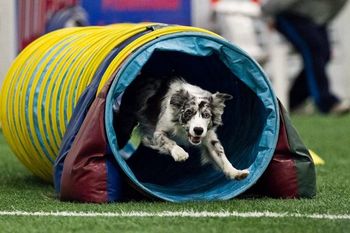 Photo credit Great Dane Photos
