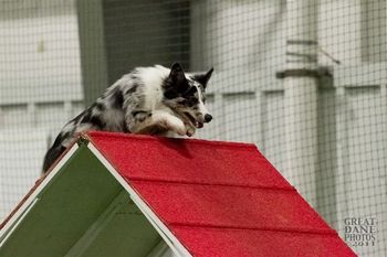 Photo credit Great Dane Photos
