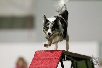 Photo credit Great Dane Photos
