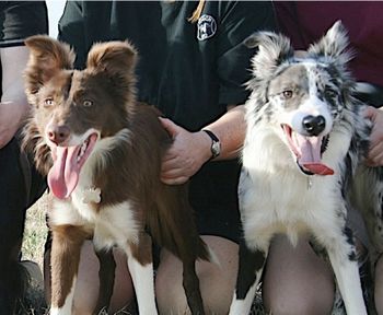 Envy x Sooner Puppies: Angrr and Tension
