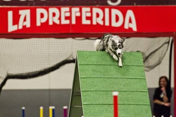 Photo credit Great Dane Photos
