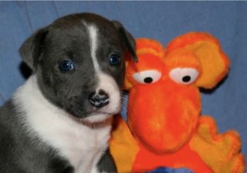 Scorch x Maverick produced Riot, Decker, Kai, Felon, Krave and Crocodile
