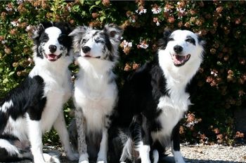 Spirit (x Sooner 2007), Vice (x Sooner 2011) and Vixen

