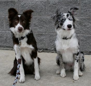Vixen x Sooner Puppies: Peak and Spirit
