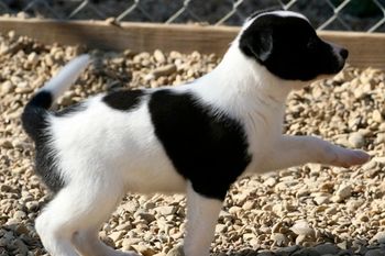 Trestle's BW Litter  producedAmp, Boost, Ravin, Empire and Slayer
