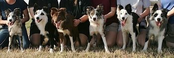 Vixen x Sooner Puppies: (L-R) Blink, Vixen, Angrr, Tension, Vanity and Sooner
