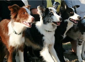 Envy (x Dart 2005), Jedi, Lust (x Dart 2006)
