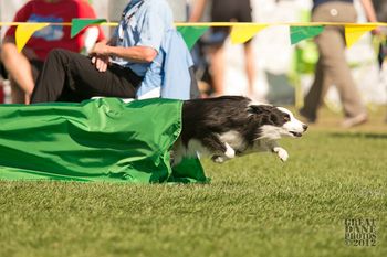 Photo credit Great Dane Photos
