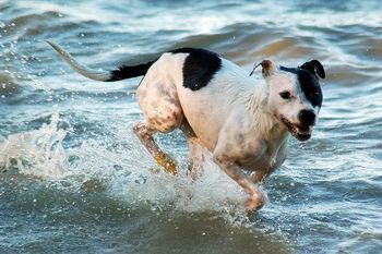 Photo credit Ruff Mutt Photography

