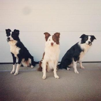 Sooner Puppies: Prime (x Cynic), and Ninja (x Lash)

